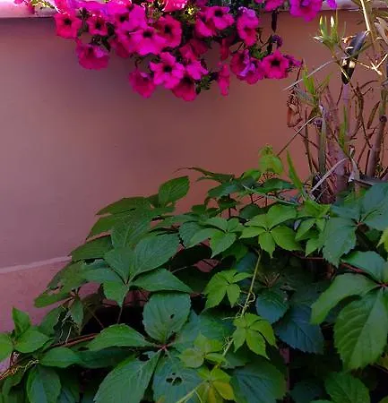 Galeria 公寓 地拉那