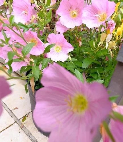 Appartement Galeria *